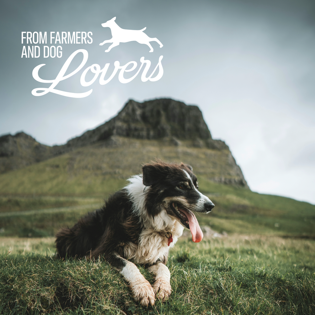 Freeze-Dried Lamb Lung Dog Treats | Single-Ingredient Training Bites| 7 oz | by Baffs Naturals